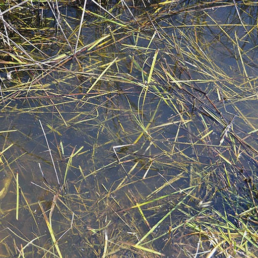 AK Interactive Terarins Special Still Water